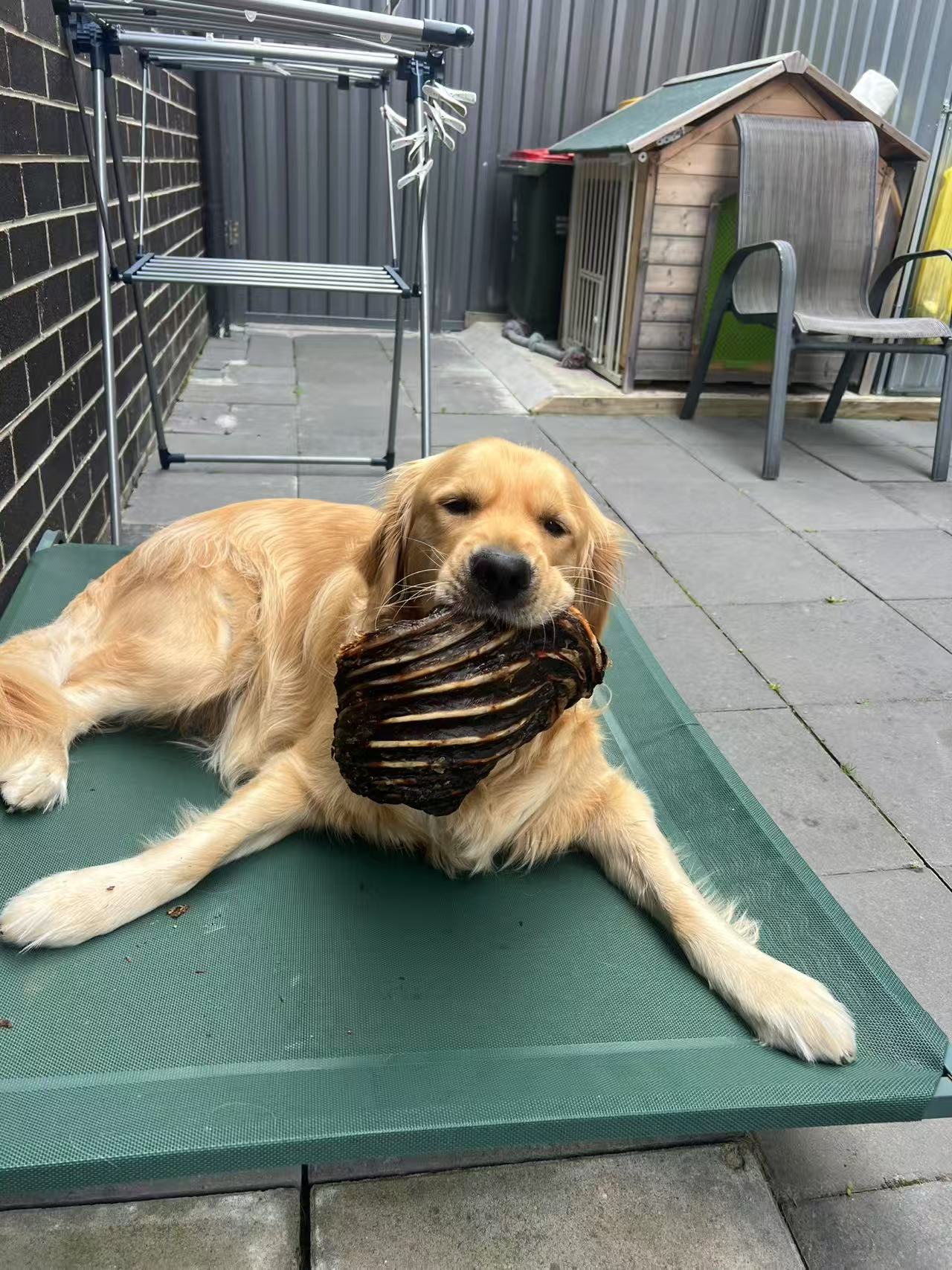 Large Dog Treats