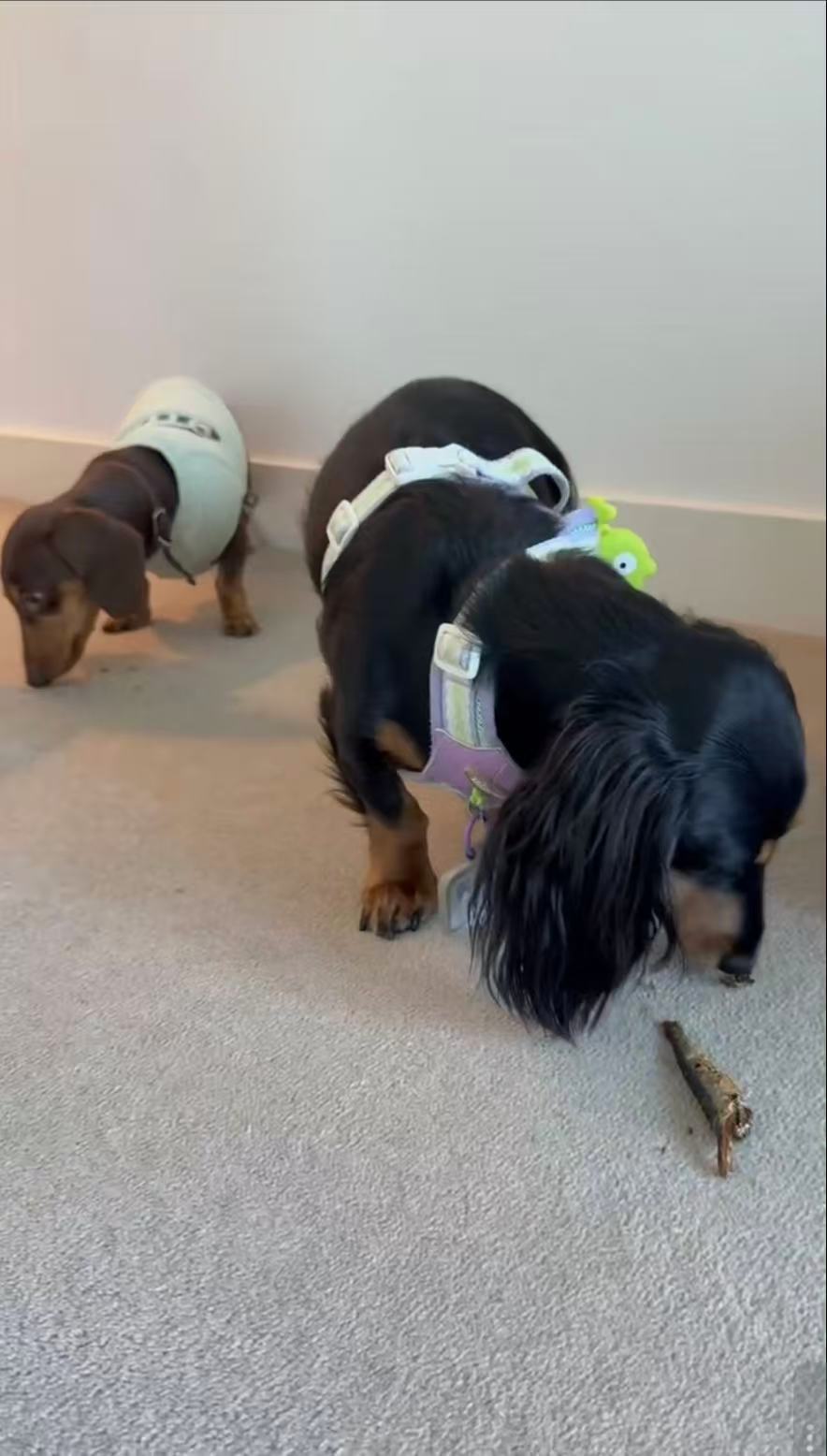 Small Dog Treats