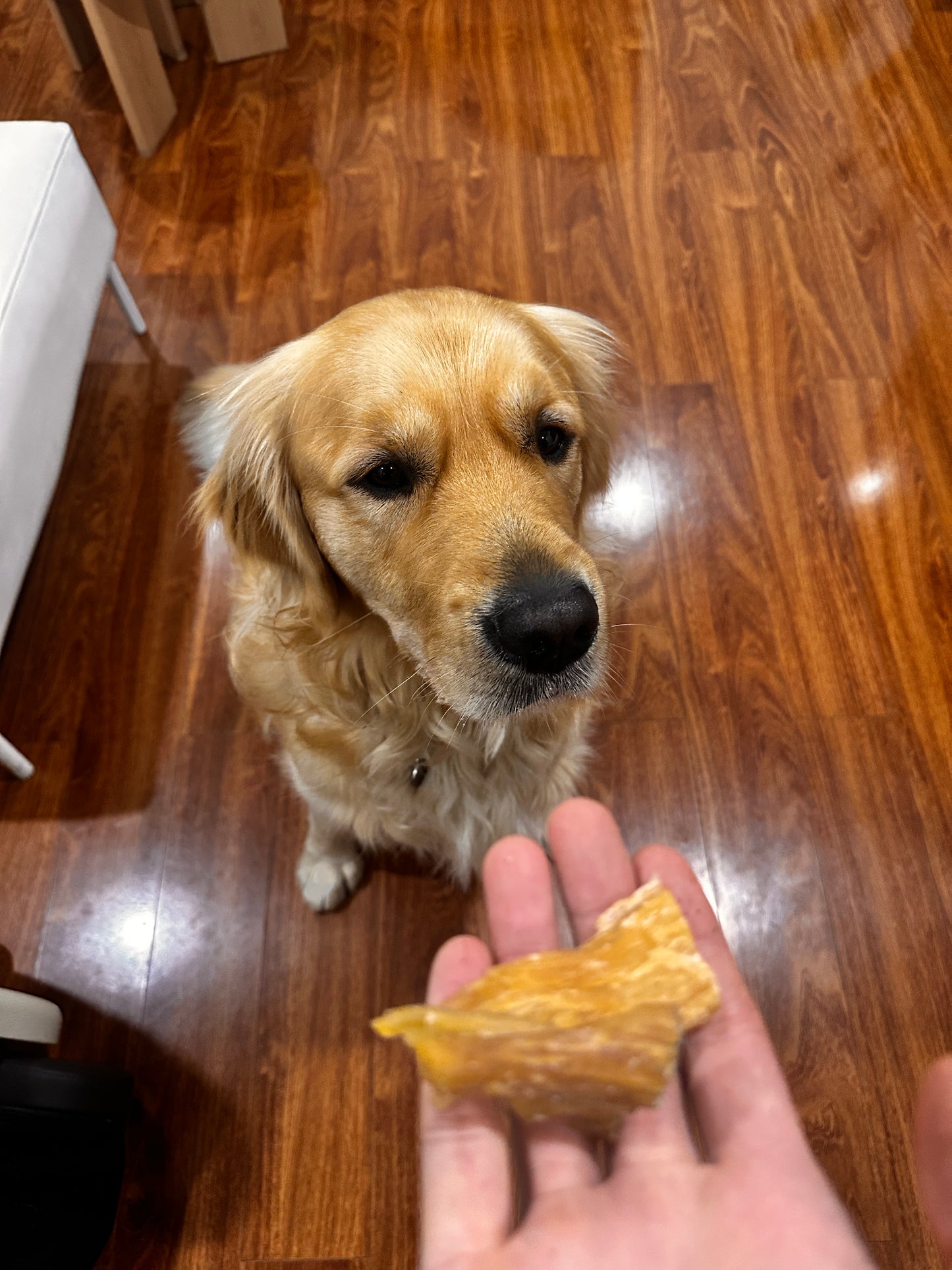 Australian Beef Tendon Pieces for Dogs Natural Beef Dog Chews 1kg Free Post