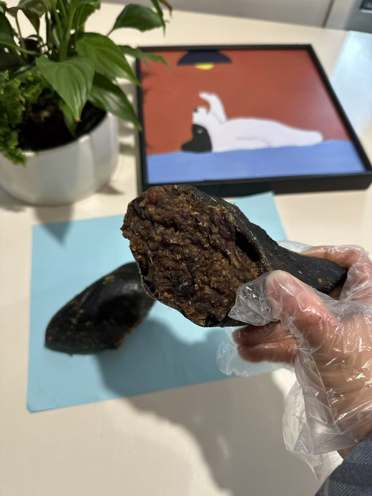Australian Cow Hooves Filled with Kangaroo (10 Pieces) – product image 2
