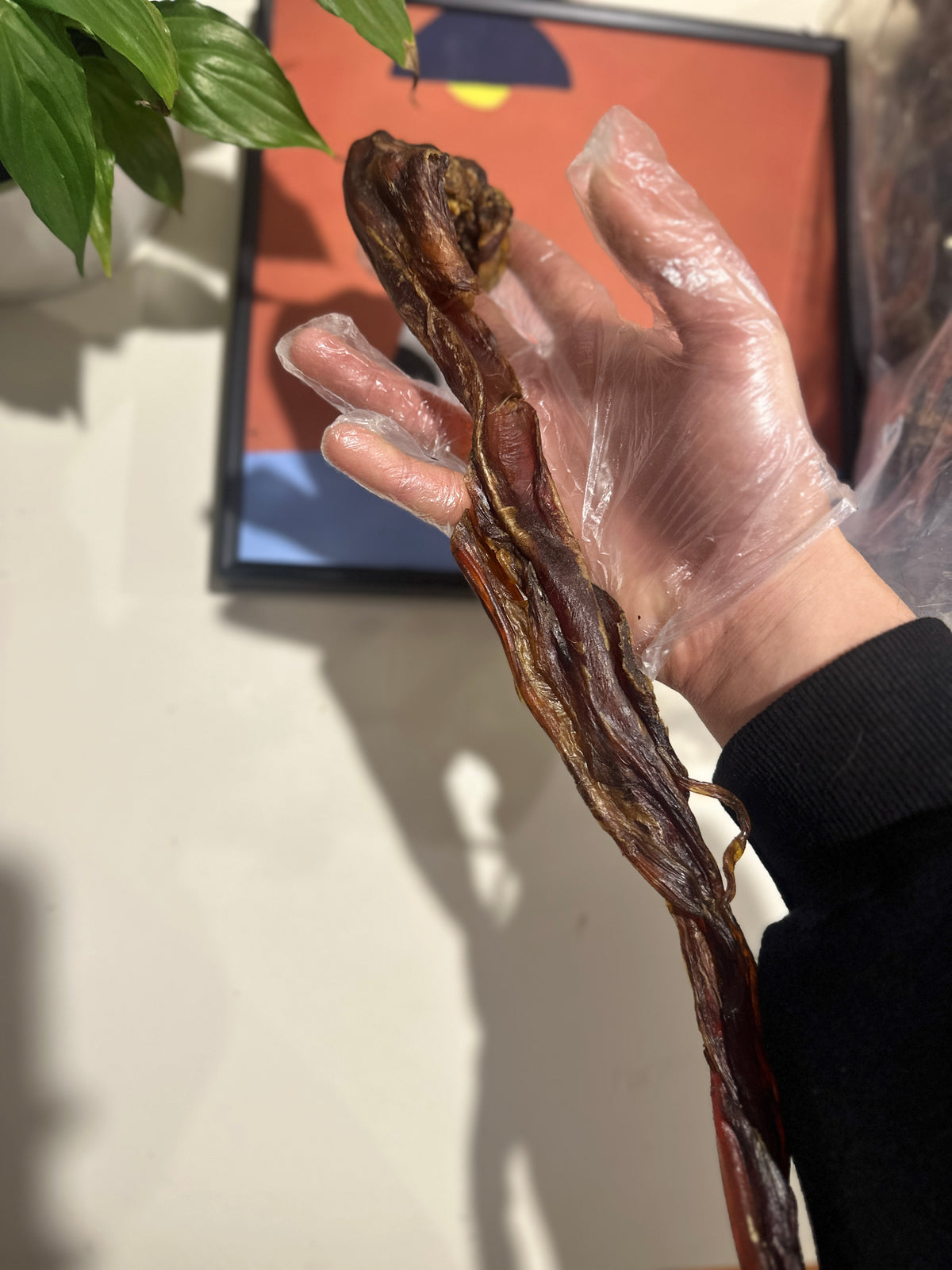 Australian Kangaroo Tendons (1kg) – product image 2